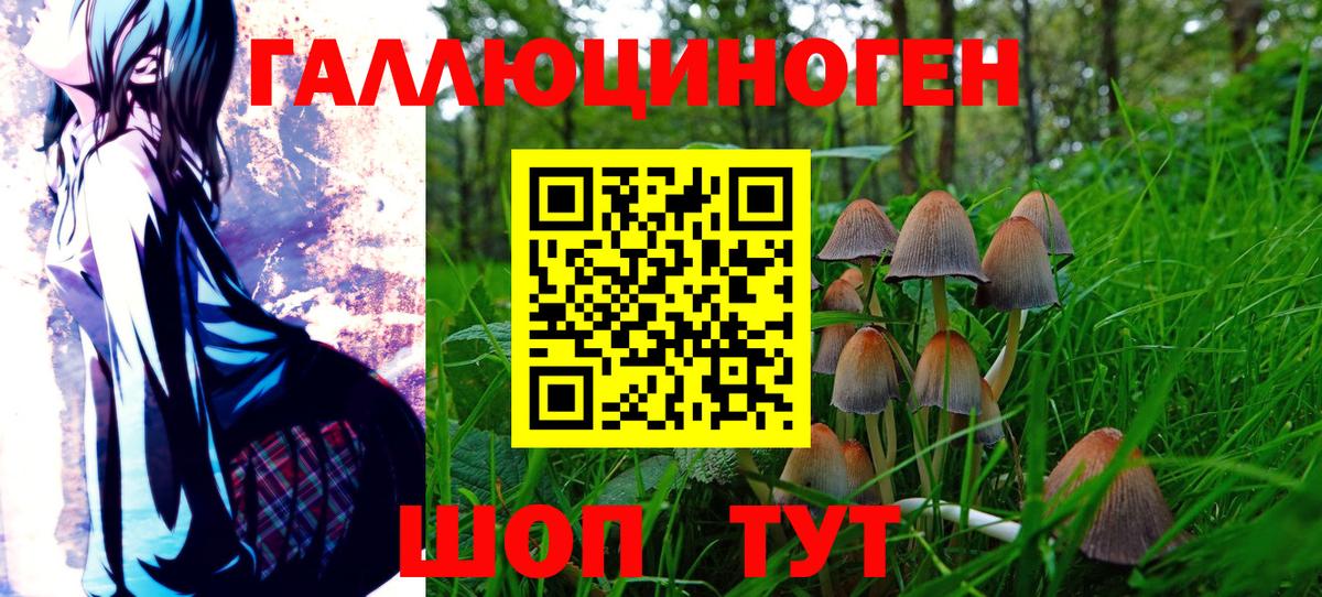 Псилоцибиновые грибы Psilocybe  Вход с VPN  Дербент 